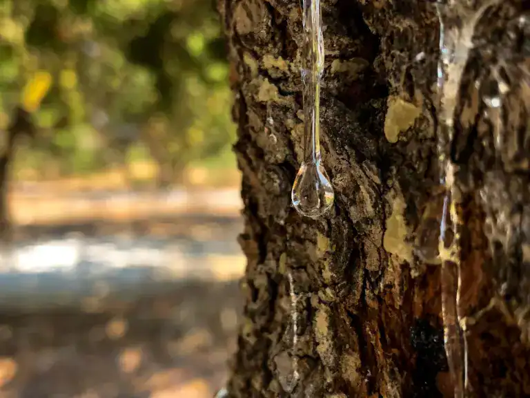 Dripping sap on tree bark after rain in a forest environment.